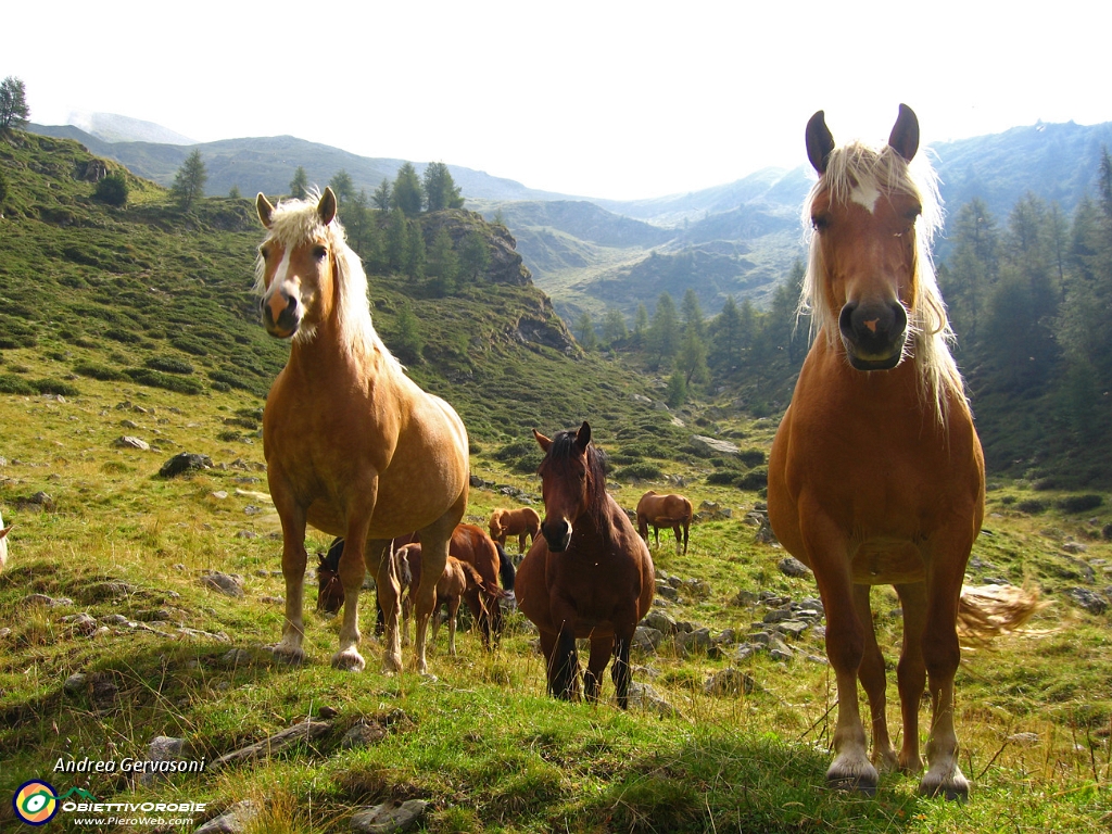 03 Cavalli in Val Sambuzza.jpg